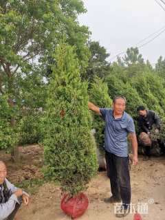 高度250厘米塔柏