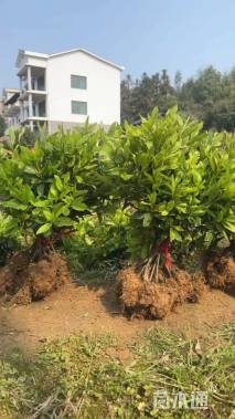 高度30厘米大吴风草