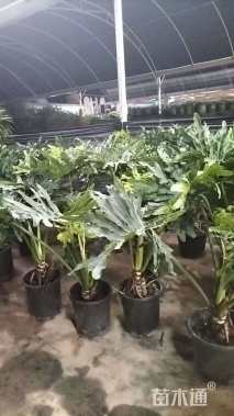 高度100厘米春羽