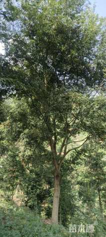 25公分朴树
