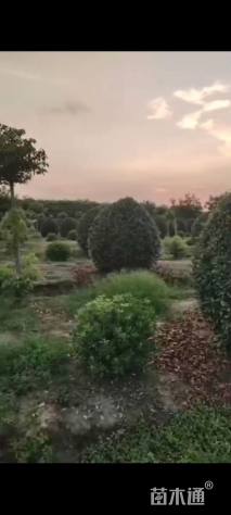 冠幅70厘米红叶石楠球