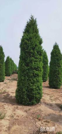 高度400厘米圆柏