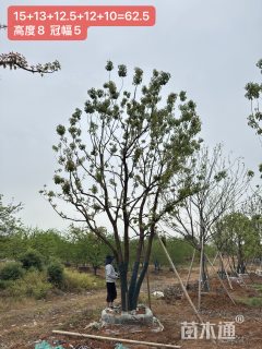 40公分(6杆)丛生香樟