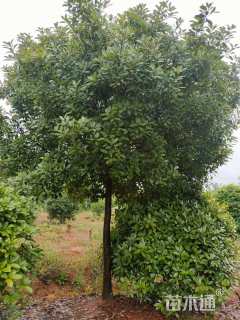 10公分高杆红叶石楠