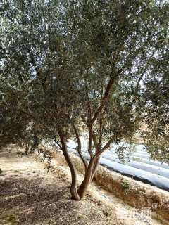 28公分油橄榄