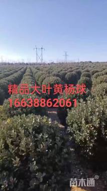 冠幅130厘米大叶黄杨球