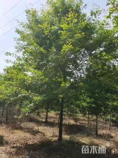 8公分北美红栎