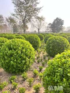 冠幅60厘米卫矛球