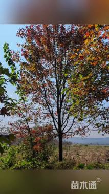 16公分美国红枫