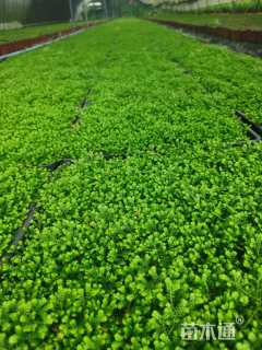 高度10厘米舞草