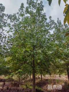 14公分北美枫香