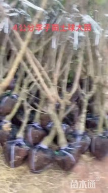 高度25厘米青脆李