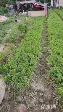 高度30厘米金边麦冬