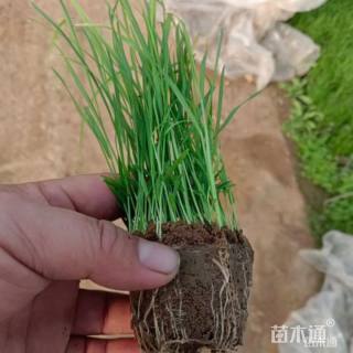 高度30厘米绣球