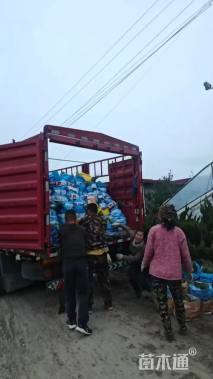 高度30厘米丽格海棠