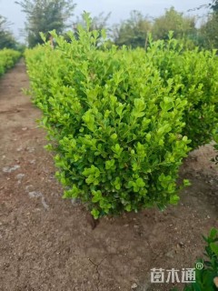 高度30厘米瓜子黄杨