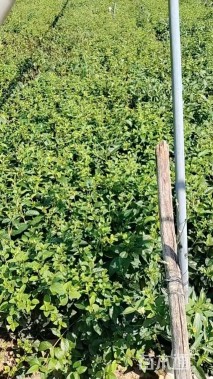 高度50厘米醉鱼草