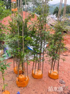 高度120厘米细叶紫檀小苗