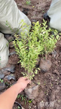 高度50厘米金叶女贞