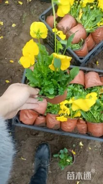 高度12厘米三色堇