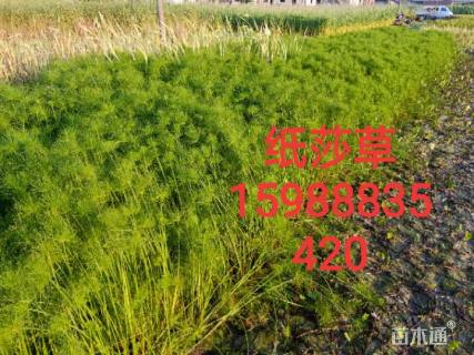 90厘米纸莎草