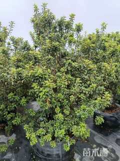 高度60厘米杜鹃