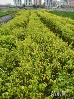 高度40厘米棣棠