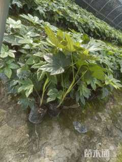 高度50厘米八角金盘