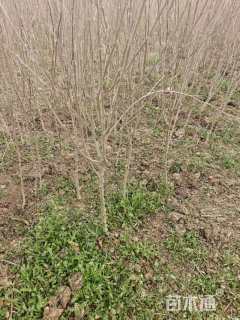 高度150厘米木槿