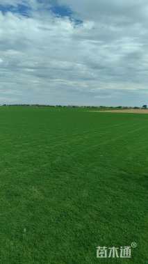 草卷状马尼拉草