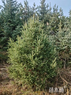 高度450.厘米云杉