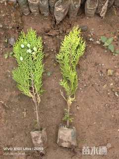 高度30厘米洒金柏