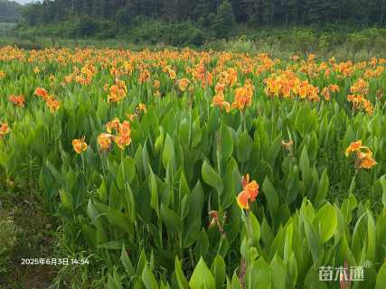 高度50厘米美人蕉