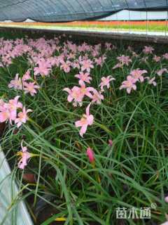 高度20厘米韭兰
