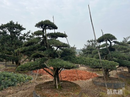 容器苗造型罗汉松