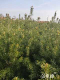 高度150厘米白皮松