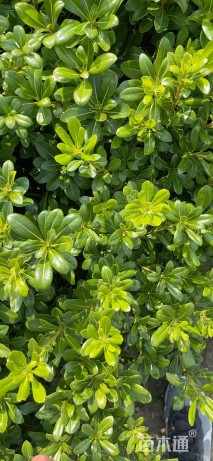 高度40厘米海桐小苗