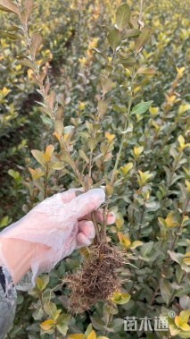 高度40厘米卫矛