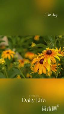 高度40厘米黑心菊