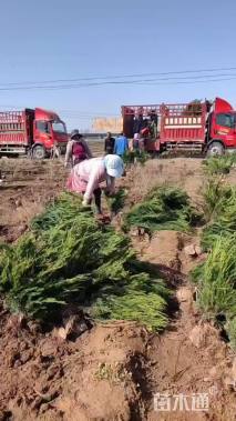 高度50厘米小龙柏