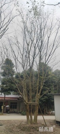 100公分丛生朴树
