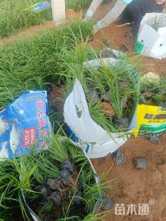 高度20厘米拂子茅