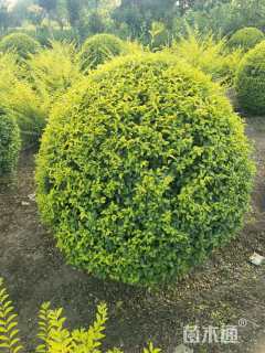 冠幅120厘米金冠女贞球