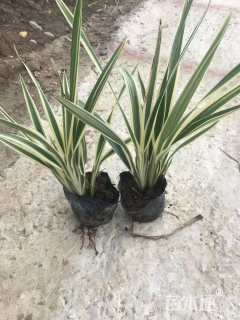 高度15厘米山菅兰