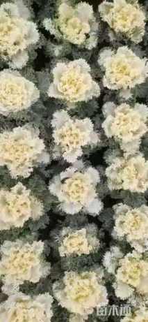 高度15厘米羽衣甘蓝