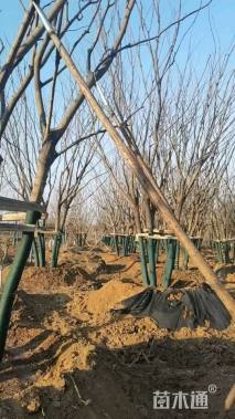 65公分丛生朴树