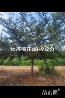 10公分牡丹樱花