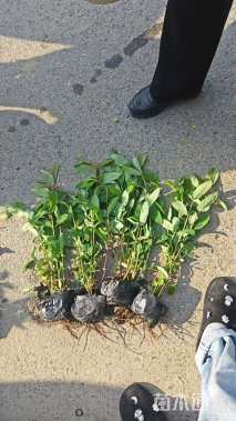 高度35厘米金丝桃