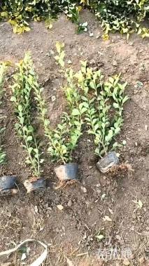 高度70厘米卫矛