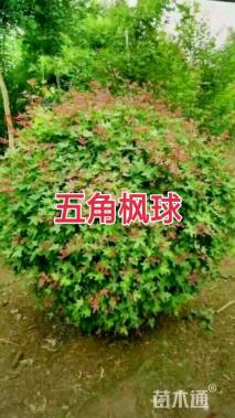 高度180厘米五角枫球